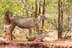 Sambar di una coppia di cervi allo zoo che riposa sotto l'albero vicino ad un serbatoio di acqua molto piccolo fotografia stock libera da diritti Sambar di una coppia di cervi allo zoo che riposa sotto l'albero vicino ad un serbatoio di acqua molto piccolo fotografia stock libera da diritti