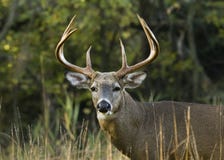 samiec jelenia whitetail Zdjęcie Stock samiec jelenia whitetail Zdjęcie Stock