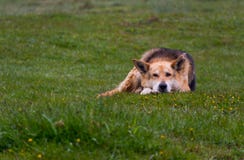 samlas för hund fotografering för bildbyråer samlas för hund fotografering för bildbyråer