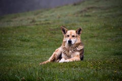 samlas för hund royaltyfria foton samlas för hund royaltyfria foton