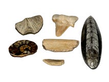 samlingsfossil royaltyfri fotografi samlingsfossil royaltyfri fotografi