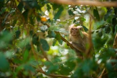 Sammanträde för Macaque` s på en filial asiatisk apa royaltyfria foton Sammanträde för Macaque` s på en filial asiatisk apa royaltyfria foton