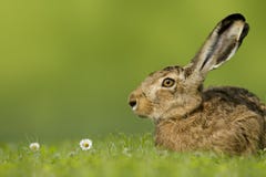 Sammanträde för påskkanin/harei äng Fotografering för Bildbyråer Sammanträde för påskkanin/harei äng Fotografering för Bildbyråer