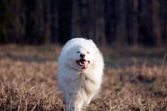Samoed S Dog Stock Photo