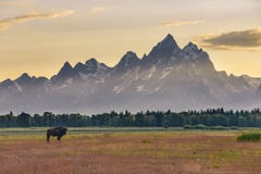 Samotna żeńska żubr pozycja w kolorowym polu przed Uroczystym Tetons przy zmierzchem obraz stock Samotna żeńska żubr pozycja w kolorowym polu przed Uroczystym Tetons przy zmierzchem obraz stock