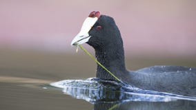 Samotny Czerwony Knobbed Coot dopłynięcie na stawie z doskonalić odbiciem obraz stock Samotny Czerwony Knobbed Coot dopłynięcie na stawie z doskonalić odbiciem obraz stock