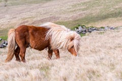 Samotny Shetland konik pasa na wysokiej trawie na Szkockim Cumuje dalej zdjęcia stock Samotny Shetland konik pasa na wysokiej trawie na Szkockim Cumuje dalej zdjęcia stock