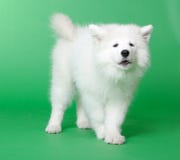 Samoyed Dog Stock Photos
