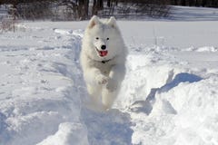 Samoyed In The Snow Royalty Free Stock Photos Samoyed In The Snow Royalty Free Stock Photos
