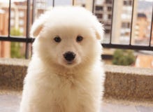 Samoyedo blanco mimoso del perrito Foto de archivo - samoyedo-blanco-mimoso-del-perrito-70845520