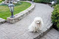 Samoyeds dog sit outdoors on sunny summer day, cute white spitz dog on green nature background, copy space stock photo Samoyeds dog sit outdoors on sunny summer day, cute white spitz dog on green nature background, copy space stock photo