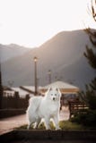 Samoyedverblijf op de achtergrond van bergen royalty-vrije stock afbeelding Samoyedverblijf op de achtergrond van bergen royalty-vrije stock afbeelding