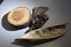 Samples of plant material for examination. stock images Samples of plant material for examination. stock images