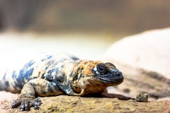 San Esteban Island Chuckwalla photos libres de droits San Esteban Island Chuckwalla photos libres de droits