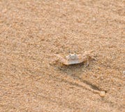 Sand Crab Stock Photo Sand Crab Stock Photo