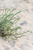Sand dune and sea grass in front of the ocean stock image Sand dune and sea grass in front of the ocean stock image