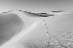 Sand dune in sunrise in the sonoran desert with human footsteps in the sand royalty free stock images Sand dune in sunrise in the sonoran desert with human footsteps in the sand royalty free stock images