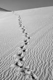 Sand dune in sunrise in the sonoran desert with human footsteps in the sand royalty free stock photo Sand dune in sunrise in the sonoran desert with human footsteps in the sand royalty free stock photo