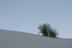 Sand Dune With Plant Royalty Free Stock Photo