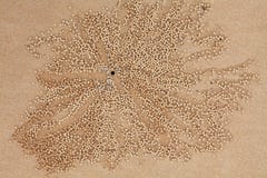 Sand Pellets Crab Art Unique Australian Nature Royalty Free Stock Photography Sand Pellets Crab Art Unique Australian Nature Royalty Free Stock Photography