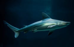 Sandbar shark royalty free stock photo Sandbar shark royalty free stock photo