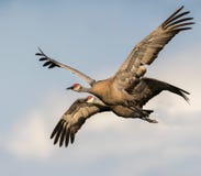 Sandhill Cranes In Flight Stock Image
