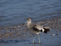 Sandpiper wzdłuż brzeg obraz stock Sandpiper wzdłuż brzeg obraz stock