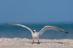 A sandwich tern preparing to take flight at the beach in Florida stock photography A sandwich tern preparing to take flight at the beach in Florida stock photography