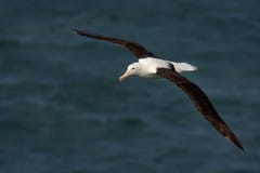 Sanfordi Diomedea - северное королевское летание Albatros над морем в Новой Зеландии около полуострова Otago, Стоковые Изображения Sanfordi Diomedea - северное королевское летание Albatros над морем в Новой Зеландии около полуострова Otago, Стоковые Изображения