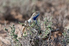 Sanguinolentus masculin de Trapelus d'agame de steppe image stock Sanguinolentus masculin de Trapelus d'agame de steppe image stock