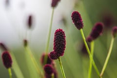 Sanguisorba fotografia de stock royalty free Sanguisorba fotografia de stock royalty free