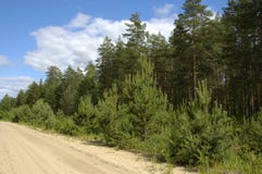 Sangy Road In Pine Forest Stock Photo Sangy Road In Pine Forest Stock Photo