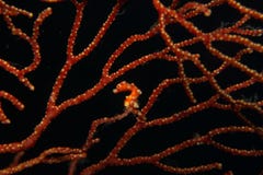 Santa Clause Pygmy Seahorse rouge image stock Santa Clause Pygmy Seahorse rouge image stock