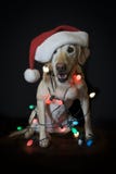 Santa Dog Royalty Free Stock Image