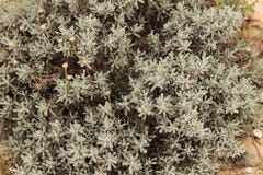 Santolina chamaecyparissus plant royalty free stock photo Santolina chamaecyparissus plant royalty free stock photo