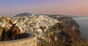 Santorini Grekland - grekisk åsna royaltyfri foto Santorini Grekland - grekisk åsna royaltyfri foto