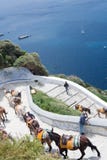 Santorini, Griekenland, April 2019 Paarden en ezels op het Eiland Santorini - het traditionele vervoer voor toeristen Dieren royalty-vrije stock afbeeldingen Santorini, Griekenland, April 2019 Paarden en ezels op het Eiland Santorini - het traditionele vervoer voor toeristen Dieren royalty-vrije stock afbeeldingen