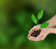 Sapling In Hands Royalty Free Stock Photos