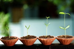 Saplings-New Life Stock Images Saplings-New Life Stock Images