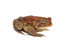 Sapo foto de stock