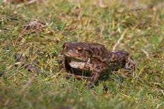 Sapo común, adulto del bufo del bufo en la primavera Reino Unido fotografía de archivo Sapo común, adulto del bufo del bufo en la primavera Reino Unido fotografía de archivo