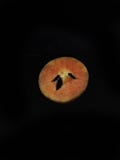 Sapodilla fruit isolated on black background royalty free stock photo Sapodilla fruit isolated on black background royalty free stock photo