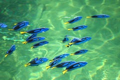 Sapore del blu del pesce della scogliera Fotografia Stock Libera da Diritti Sapore del blu del pesce della scogliera Fotografia Stock Libera da Diritti