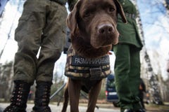 Sappers dei guerrieri con i cani di servizio immagine stock libera da diritti Sappers dei guerrieri con i cani di servizio immagine stock libera da diritti
