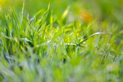 sappig, groen, helder gras met dalingen van dauw royalty-vrije stock fotografie sappig, groen, helder gras met dalingen van dauw royalty-vrije stock fotografie