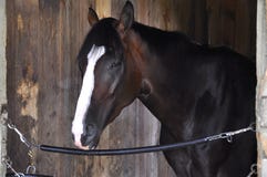 Saratoga die Backstretch-Stallen ‚Meereffect ‚rennen royalty-vrije stock fotografie Saratoga die Backstretch-Stallen ‚Meereffect ‚rennen royalty-vrije stock fotografie