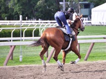 Saratoga ranku treningi - Todd Pletcher stajenki obrazy stock Saratoga ranku treningi - Todd Pletcher stajenki obrazy stock