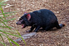 Sarcophilus harrisii - Tasmanian Devil in the night and day stock image Sarcophilus harrisii - Tasmanian Devil in the night and day stock image