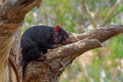 Sarcophilus harrisii - Tasmanian Devil in the night and day stock photo Sarcophilus harrisii - Tasmanian Devil in the night and day stock photo