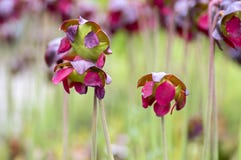 Sarracenia purpurea carnivorous plant, purple flowering pitcher plant stock photos Sarracenia purpurea carnivorous plant, purple flowering pitcher plant stock photos